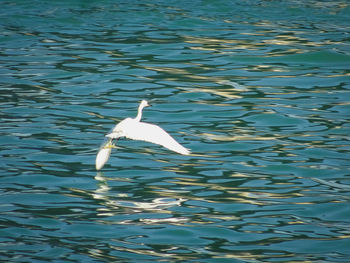 Seagull flying over lake