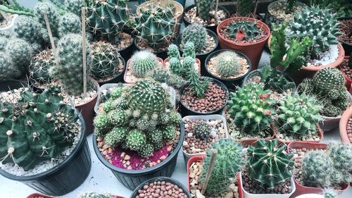 High angle view of succulent plants in market