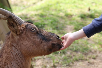 Close-up of hand feeding pet on land