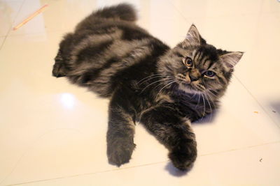 High angle portrait of a cat on tiled floor