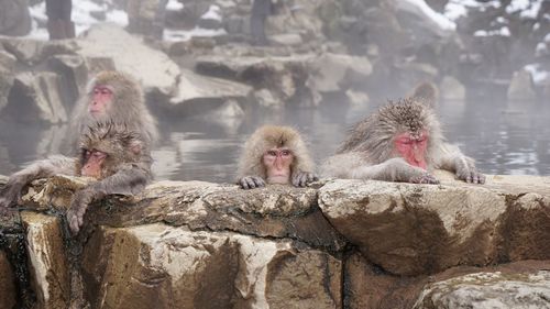 Japanese macaques in hot spring during winter