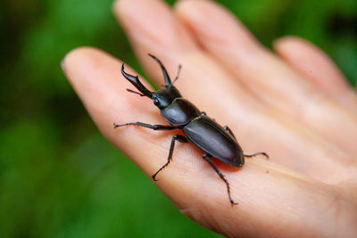 Close-up of insect on hand
