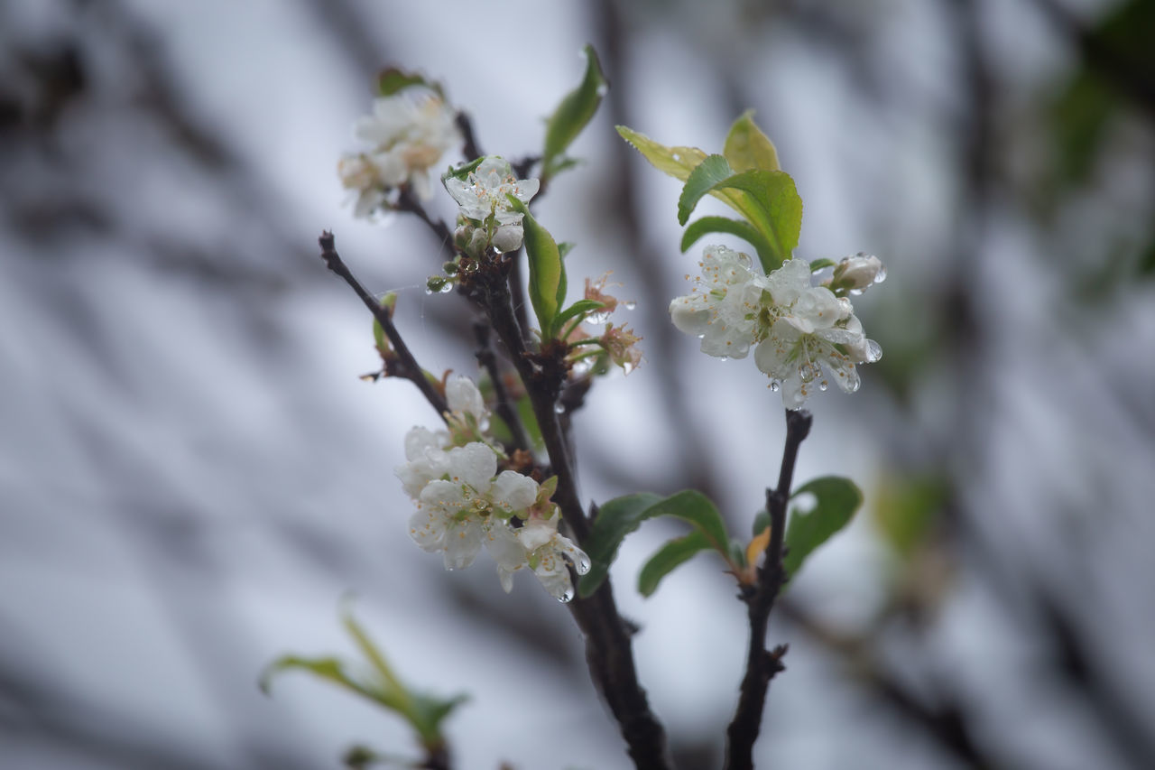 CLOSE-UP OF WHITE FLOWERING PLANTS