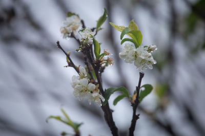 Close-up of white flowering plant