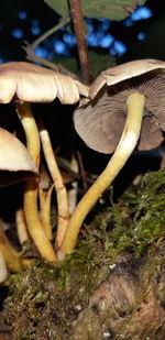 Close-up of mushroom growing in forest