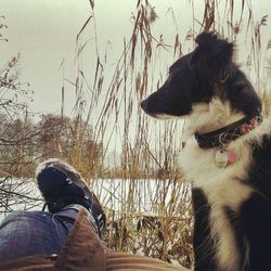 Dog sitting on ground