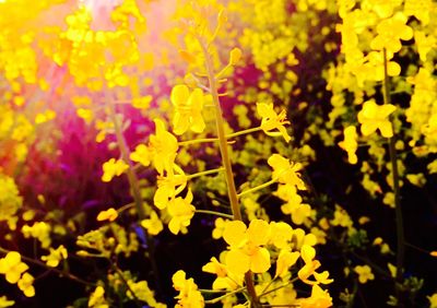 Close up of yellow flowers