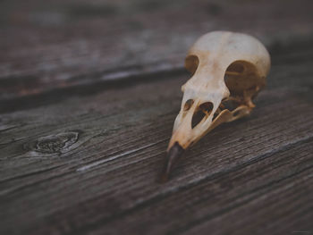 Bird skull