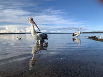 Birds in a lake