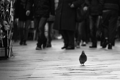 Close-up of bird walking