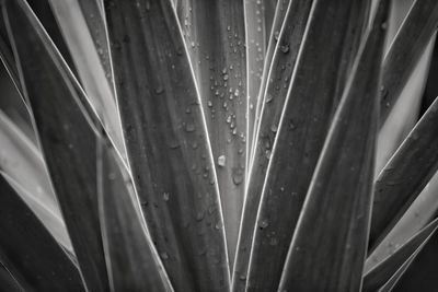 Full frame shot of wet plants