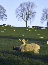 Rear view of woman sitting on grassy field