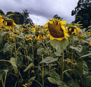 Close-up of yellow sunflower against sky