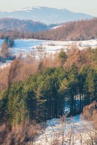 Scenic view of lake in forest during winter