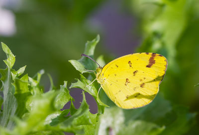 Close-up of butterfly pollinating on leaves