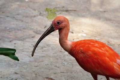Close-up of an ibis