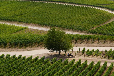 High angle view of vineyard wirh bench under tree 