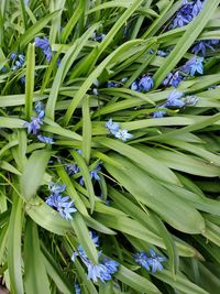 Close-up of purple flowering plants