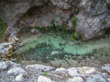 Trees growing in water