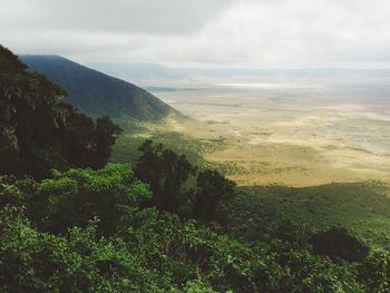 High angle view of trees on landscape