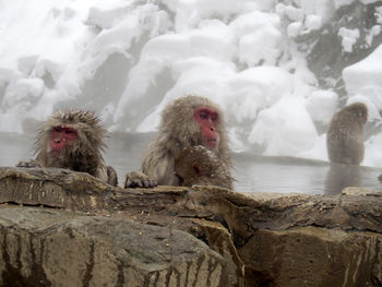 Monkey on rock in snow