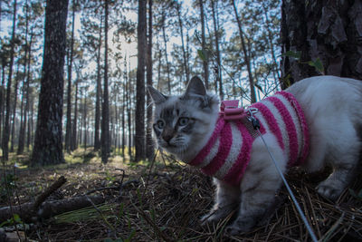 Portrait of cat by tree trunk in forest