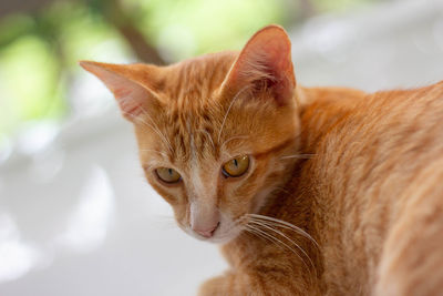 Close-up of a cat