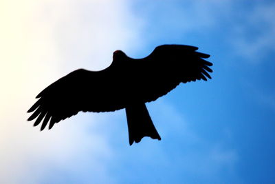 Low angle view of a bird flying