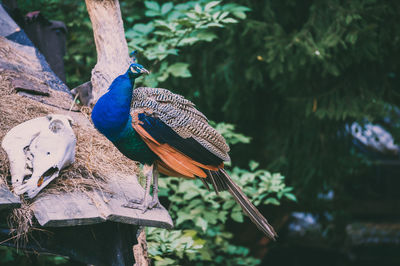 Close-up of birds perching on branch