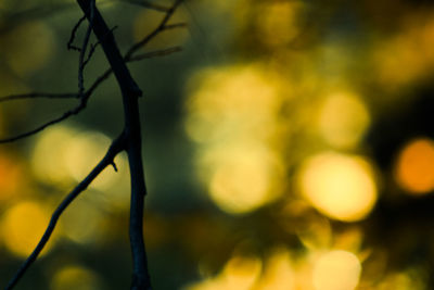 Close-up of tree branch