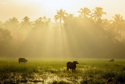 Scenic view of grassy field during sunset