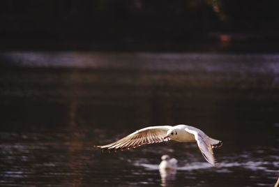 Seagull flying over a lake 