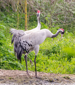 Side view of a bird on field