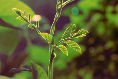 Close-up of plant leaves