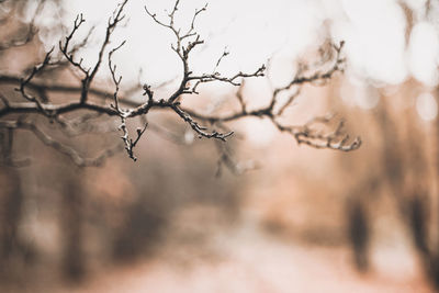 Autumn scene with brown branches on blurred fall leaves background