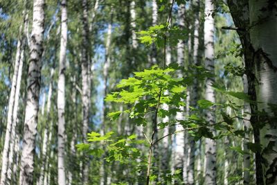 Trees and plants growing in forest