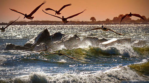 Bird flying over sea