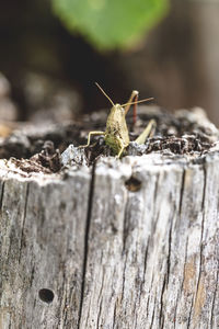 Close-up of insect on wood