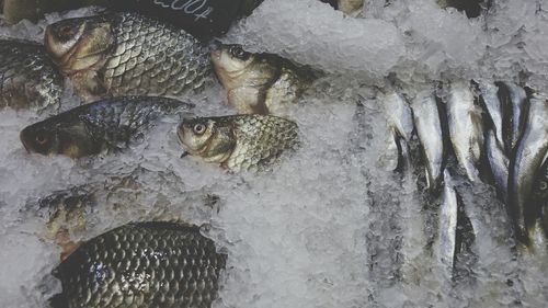 High angle view of fish for sale in market