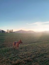 Scenic view of field against sky during sunset