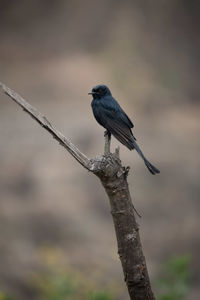 Close-up of bird perching on branch