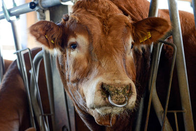 Close-up portrait of cow