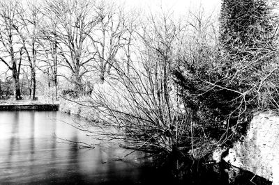 Bare trees in river during winter