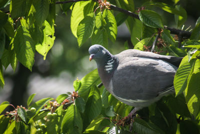 Close-up of bird perching on branch