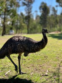 Side view of a bird on field