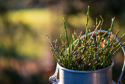 Close-up of succulent plant