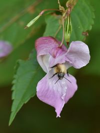 Close-up of honey bee on flower