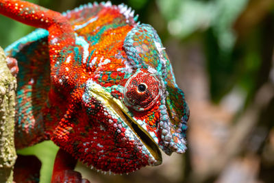 Close-up of multi colored butterfly