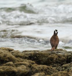 Bird perching on a rock