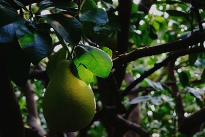 Low angle view of fruits hanging on tree